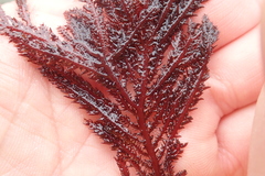 Neoptilota hypnoides