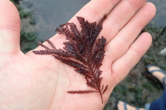 Neoptilota hypnoides