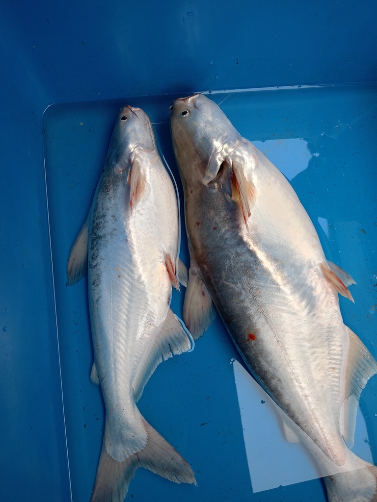 Longsnout pangasius (Pangasius nasutus) — Pangasiidae