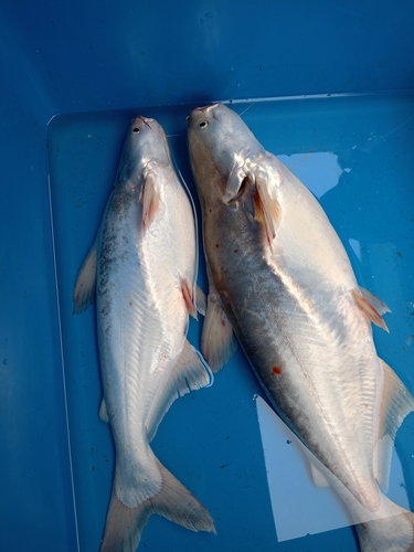 Longsnout pangasius (Pangasius nasutus) — Pangasiidae