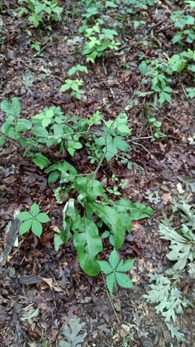 Andersonglossum virginianum, photograph 1