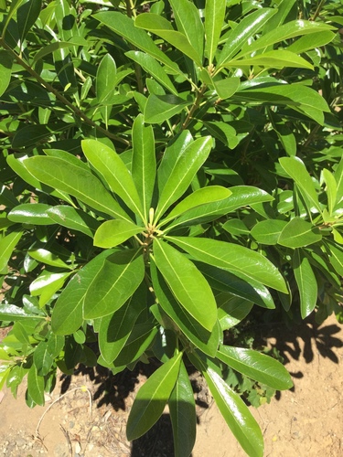 Pittosporum pentandrum