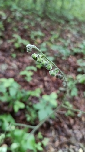 Andersonglossum virginianum, photograph 2