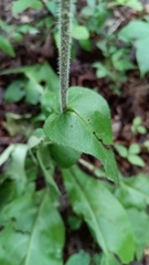 Michael A. Thaibinh, CC BY, iNaturalist via GBIF Andersonglossum virginianum, photograph Michael A. Thaibinh, CC BY, iNaturalist via GBIF