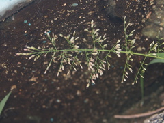 Eragrostis tenella