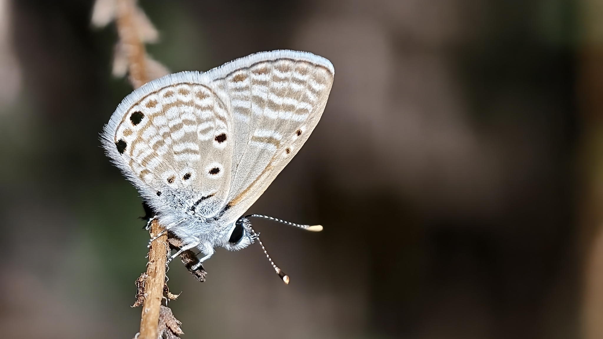 Bright Babul Blue