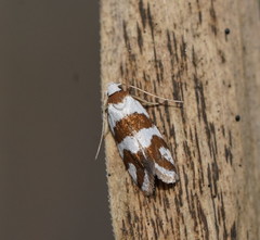 Prepocosma schalidota
