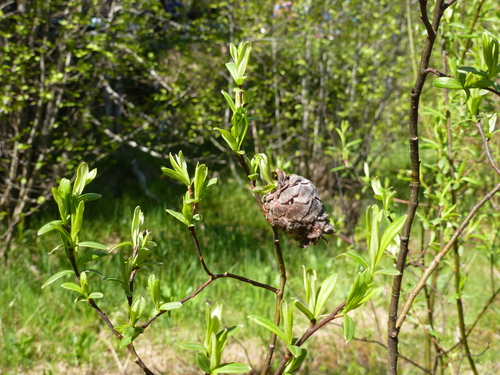 Unknown species found near Flathead County, MT, USA