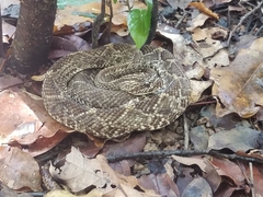 Crotalus durissus trigonicus