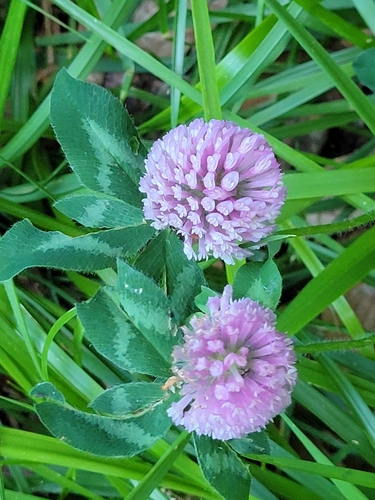 Trifolium pratense