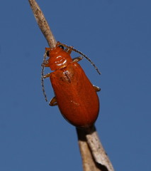 Aulacophora relicta