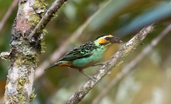 Tangara chrysotis