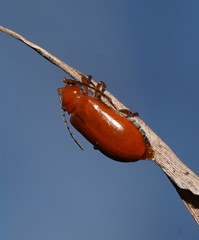 Aulacophora relicta