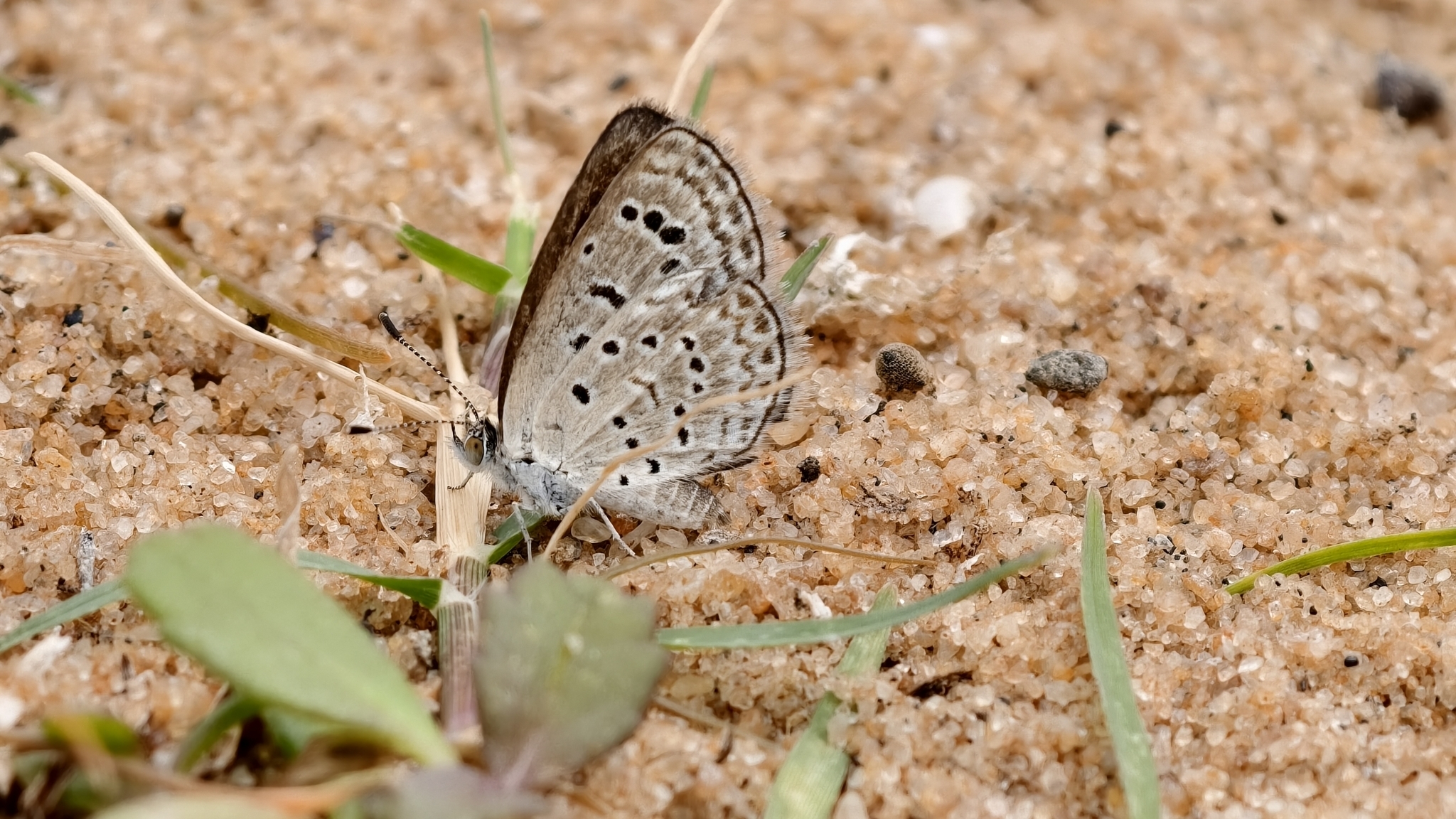 Dark Grass Blue