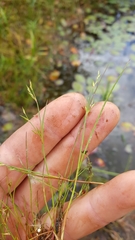 Juncus supiniformis