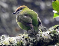 Pseudocalyptomena graueri