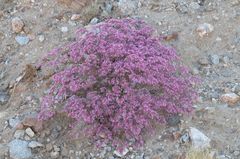 Chorizanthe fimbriata