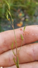 Juncus supiniformis