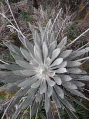 Espeletia grandiflora