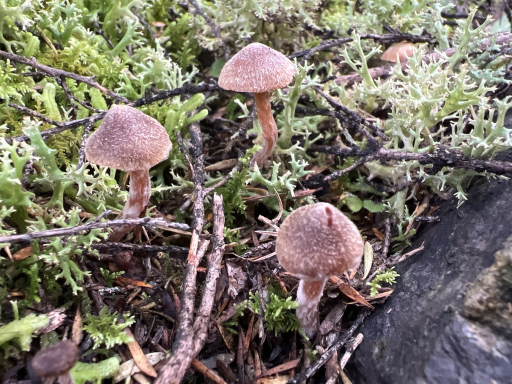 Cortinarius fibrillosus · May 2025 · photo: © davidorlovich (iNaturalist, cc-by)