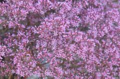 Chorizanthe fimbriata