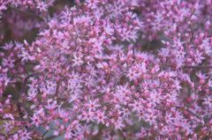 Chorizanthe fimbriata