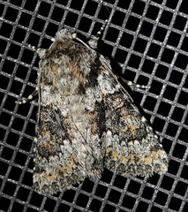 Hecatera dysodea