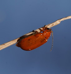 Aulacophora relicta