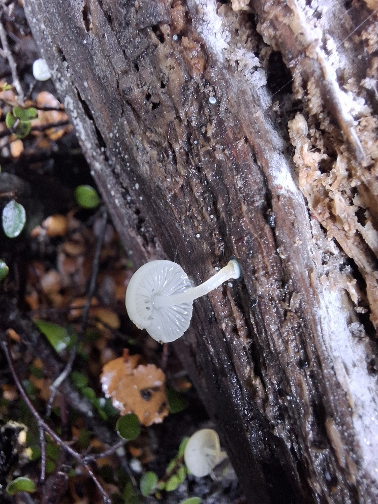 Mycena interrupta · May 2025 · photo: © armillariabianca (iNaturalist, cc0)