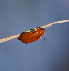 Aulacophora relicta