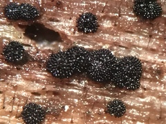 Berkleasmium concinnum