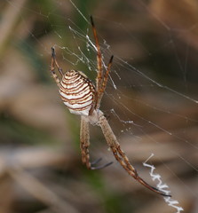 Argiope magnifica