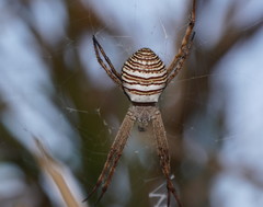 Argiope magnifica