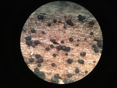 Berkleasmium concinnum