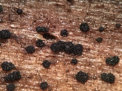 Berkleasmium concinnum