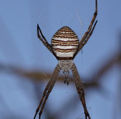 Argiope magnifica