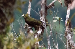 Psarocolius atrovirens