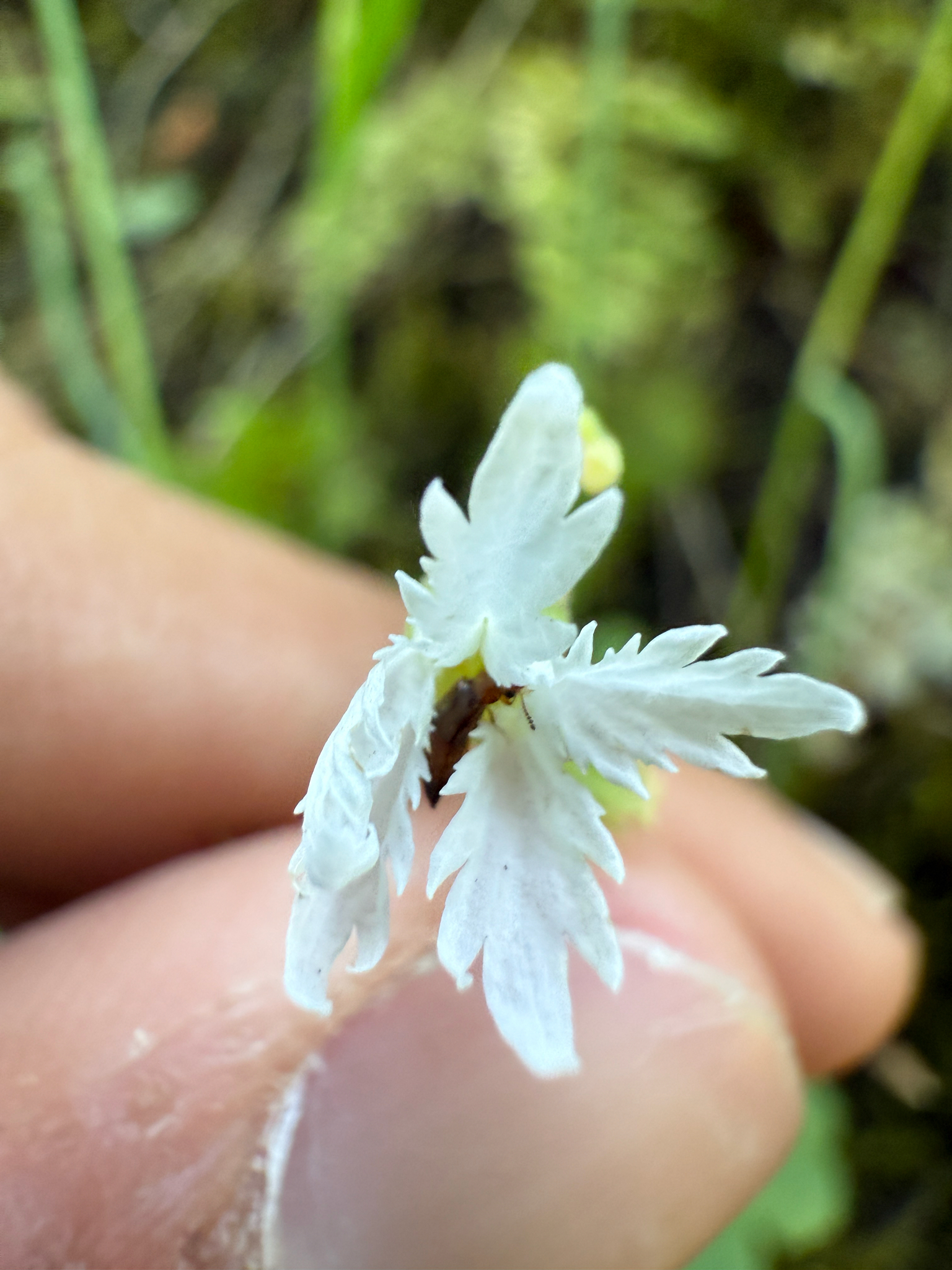 Siskiyou Mountain Woodland Star (Lithophragma campanulatum)