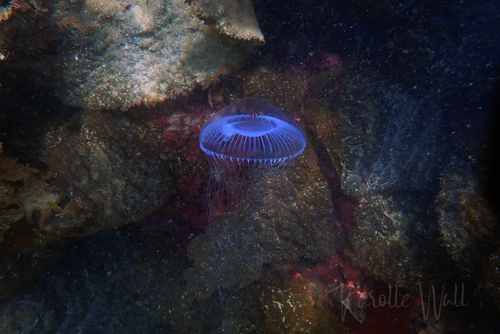 Victoria's Crystal Jelly, photo 8 of 9