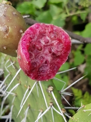 Opuntia hyptiacantha
