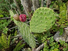 Opuntia hyptiacantha