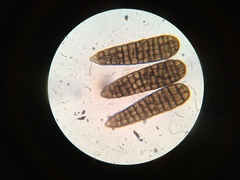 Berkleasmium concinnum