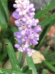 Liriope muscari
