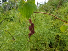 Dioscorea galeottiana