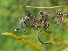 Dioscorea galeottiana