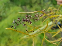Dioscorea galeottiana