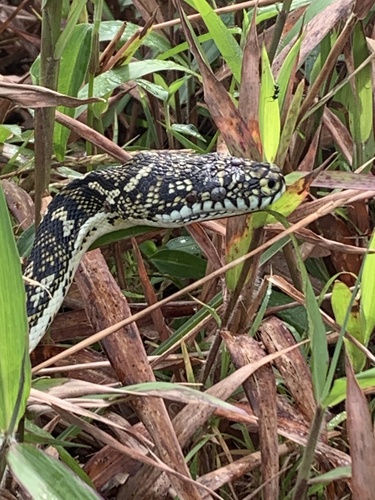 Diamond Python sighting