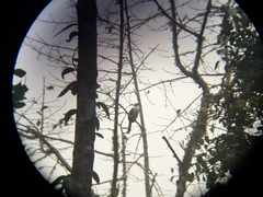 Andigena nigrirostris