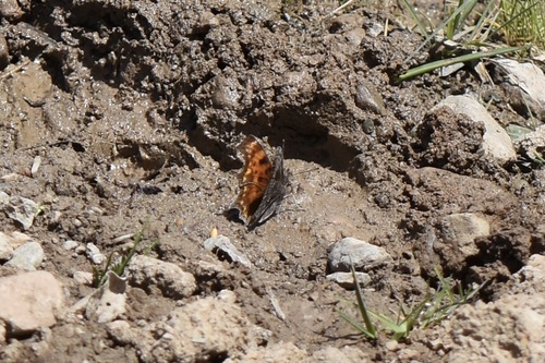 Oreas Comma