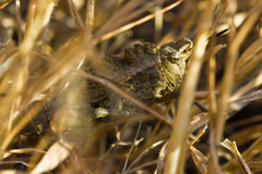 Dracotettix monstrosus